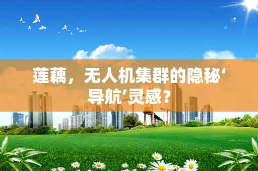 莲藕，无人机集群的隐秘‘导航’灵感？